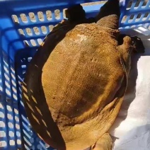 汉寿黄甲鱼，生态美味中华鳖