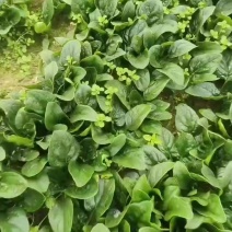 菠菜有要的联系