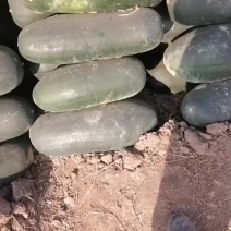 新鲜黑皮地冬瓜，新鲜采摘，煲汤鲜美，味美价廉