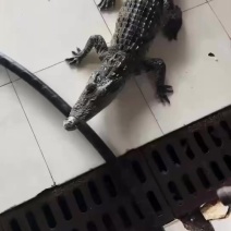 鳄鱼批发