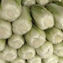 北京三号大白菜
