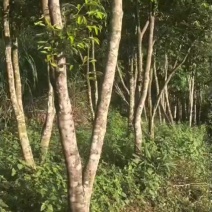 奇楠老树油水满满