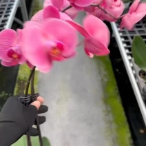 蝴蝶兰基地2.8寸紫钻小红群紫水晶香山水墨江南海蓝之谜等