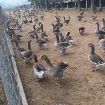 鹅蛋