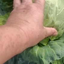 甘蓝包菜