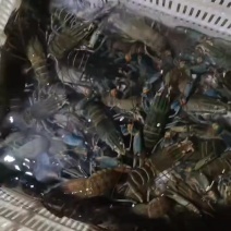 广西内陆蓝龙虾，耐养，损耗低，可自来水暂养