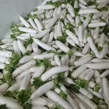 白萝卜万亩产地，条形好。按斤收购的或按亩收购的联系