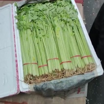 承接水芹代卖江南市场