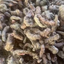 草血竭纯野生处理干净根须！！！！！！！！！