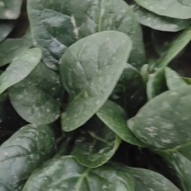 大棚趴地菠菜，产地直发，大量有货，欢迎各位老板咨询采购