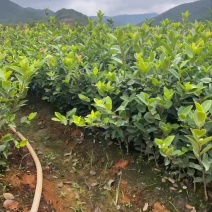 长林系列高产油茶