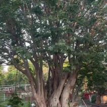 供应各种规格的青檀树、丛生青檀树，全部是移植货