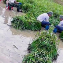 石菖蒲种植基地，菖蒲两年根茎苗，自产自䬼，