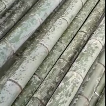 精品毛竹