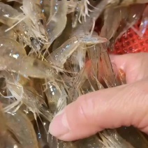 北海小海白虾