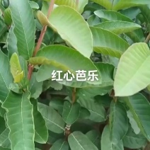 番石榴苗嫁接苗、珍珠番石榴苗、白心番石榴、西瓜巴乐