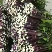 湖北红菜苔，现摘现发