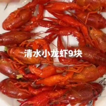 水小龙虾9块啊，莱克清水小龙虾9块清水小龙虾9块钱，江液