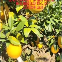 赣南信丰脐橙“橙中珍品”！6万斤，市场货
