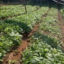 紫花宽叶毛慈菇苗杜鹃兰