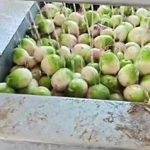 心里美红心萝卜