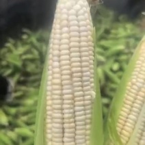 精品白糯玉米