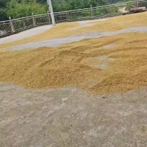 湖南平江水稻稻谷