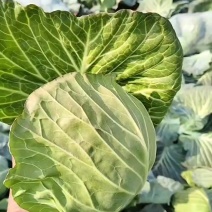 湖北甘蓝上市中可以全国各地走车发货。