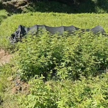 覆盆子苗