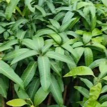芒果🥭苗，桂七芒果苗、金煌芒果苗、台农芒果苗