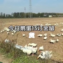鹅蛋