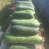 黑皮吊冬瓜，供应食堂