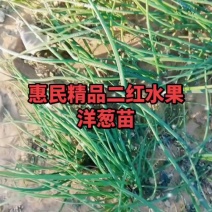洋葱苗