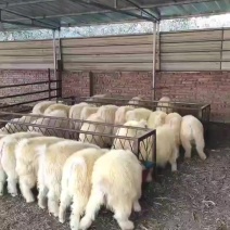 辽宁盖县绒山羊【绒山羊】羊羔规格齐全养殖合作社无差价