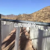 纯土豆粉条