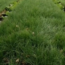二红洋葱苗半高桩白露后的种的！