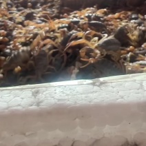 带籽孕蝎。5龄蝎子4龄蝎子。各种死蝎子
