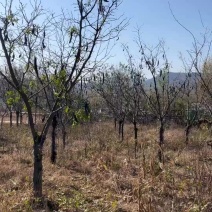 皂角树绿化占地清地价
