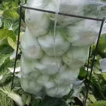 白菜，矮颗黄心大白菜