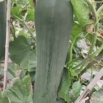 真实冬瓜