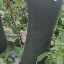 黑皮吊冬瓜，食堂瓜，市场瓜都要