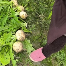 泥萝卜