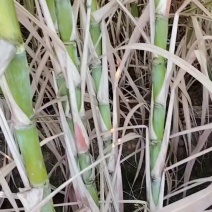 黄皮种茎苗