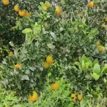 红肉脐橙