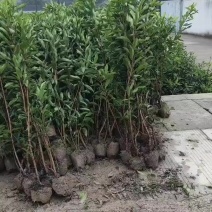 基地大量出售高150-250厘米法国冬青