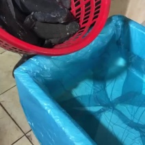 笋壳鱼·鲜肥肉多刺少适合老年人小孩食用营养丰富