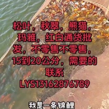 锦鲤