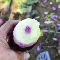 棚里冰激凌萝卜