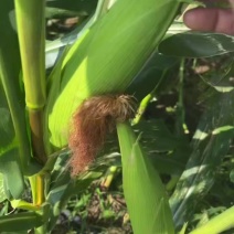 玉米🌽