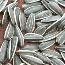 葵花籽同庆6号品质保证价格合理供货量大全国对接